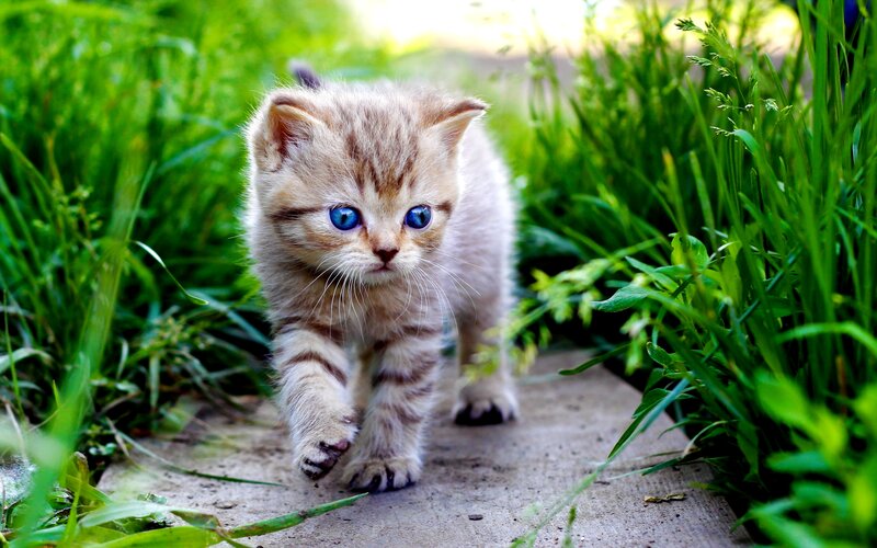 Kitten Walking on Path — Green