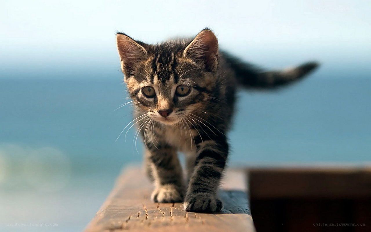 kitten walking on wooden surface