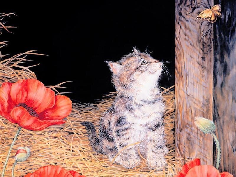 Kitten watching a butterfly