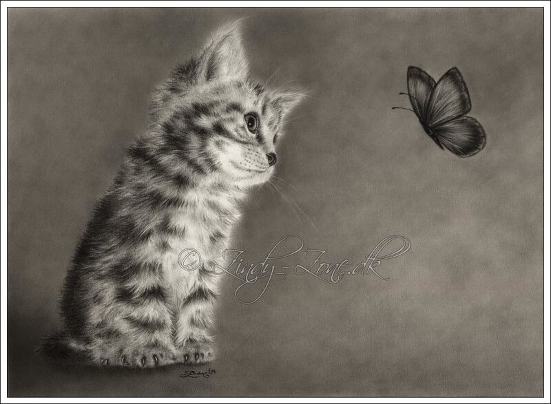 kitten watching a butterfly