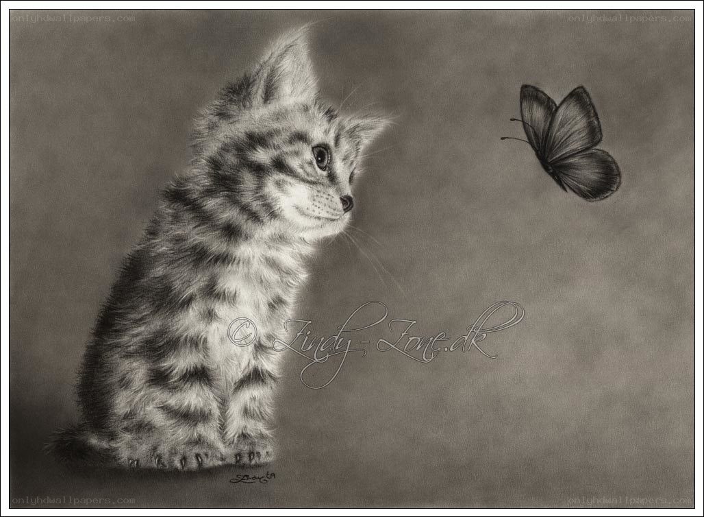 kitten watching a butterfly