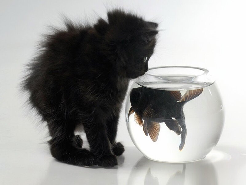 kitten watching a fish