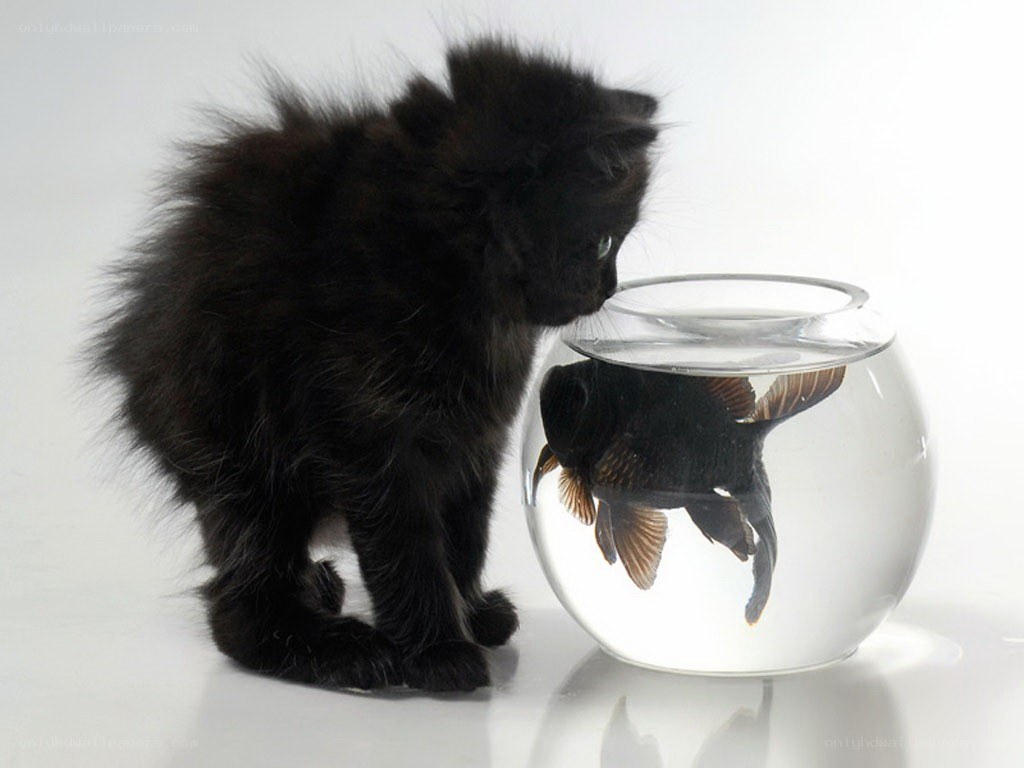 kitten watching a fish