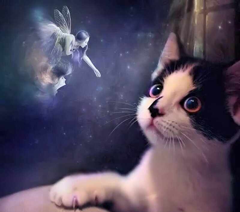 Kitten Watching Fairy