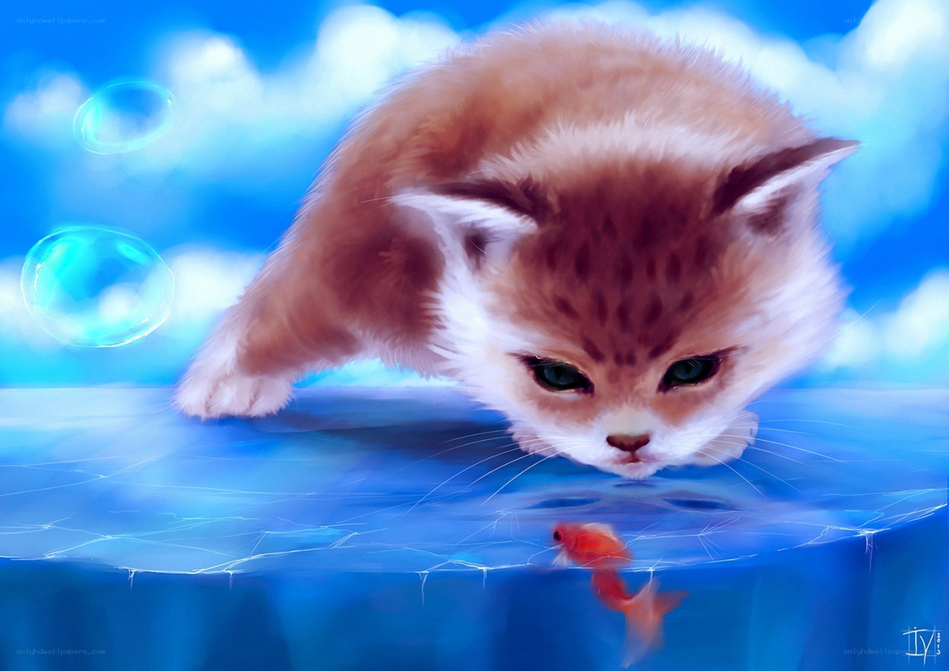 kitten watching fish underwater