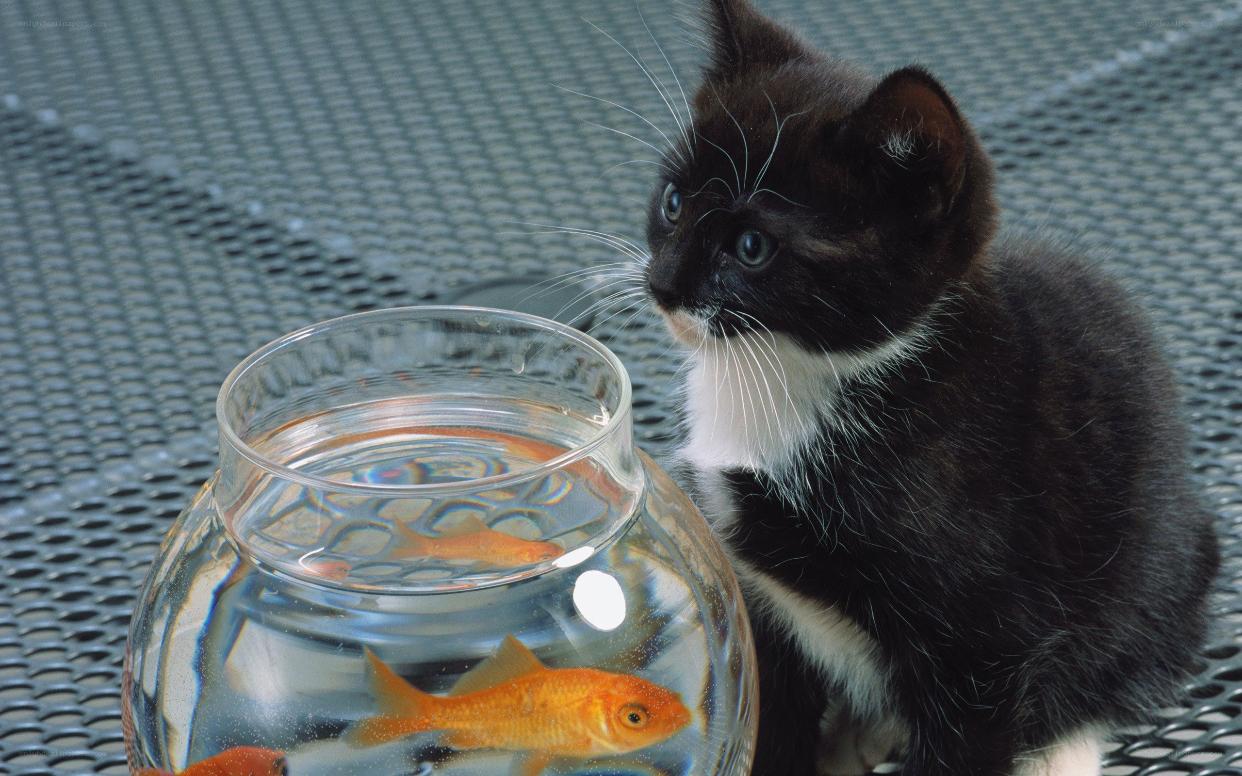 kitten watching goldfish