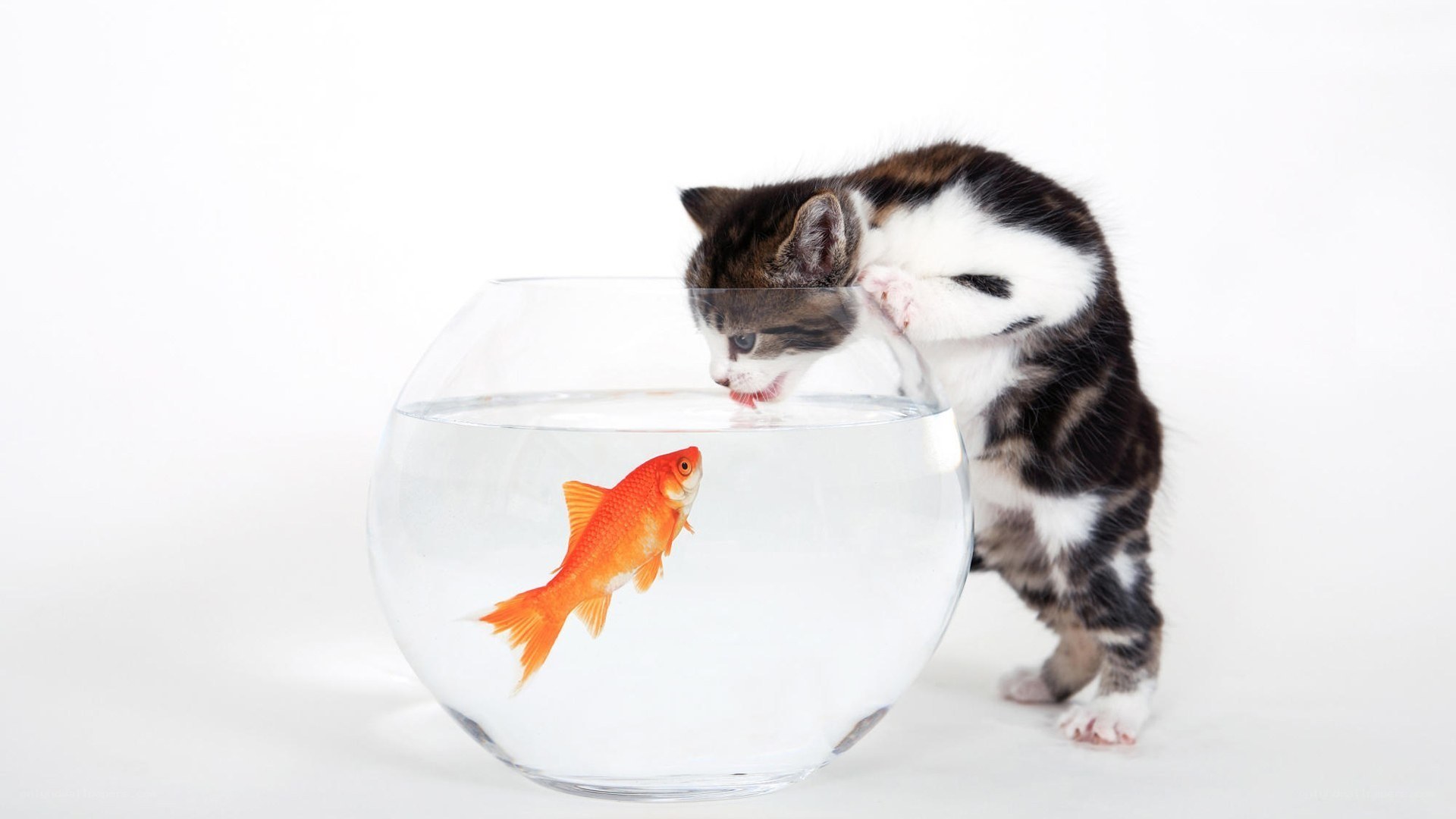 kitten watching goldfish