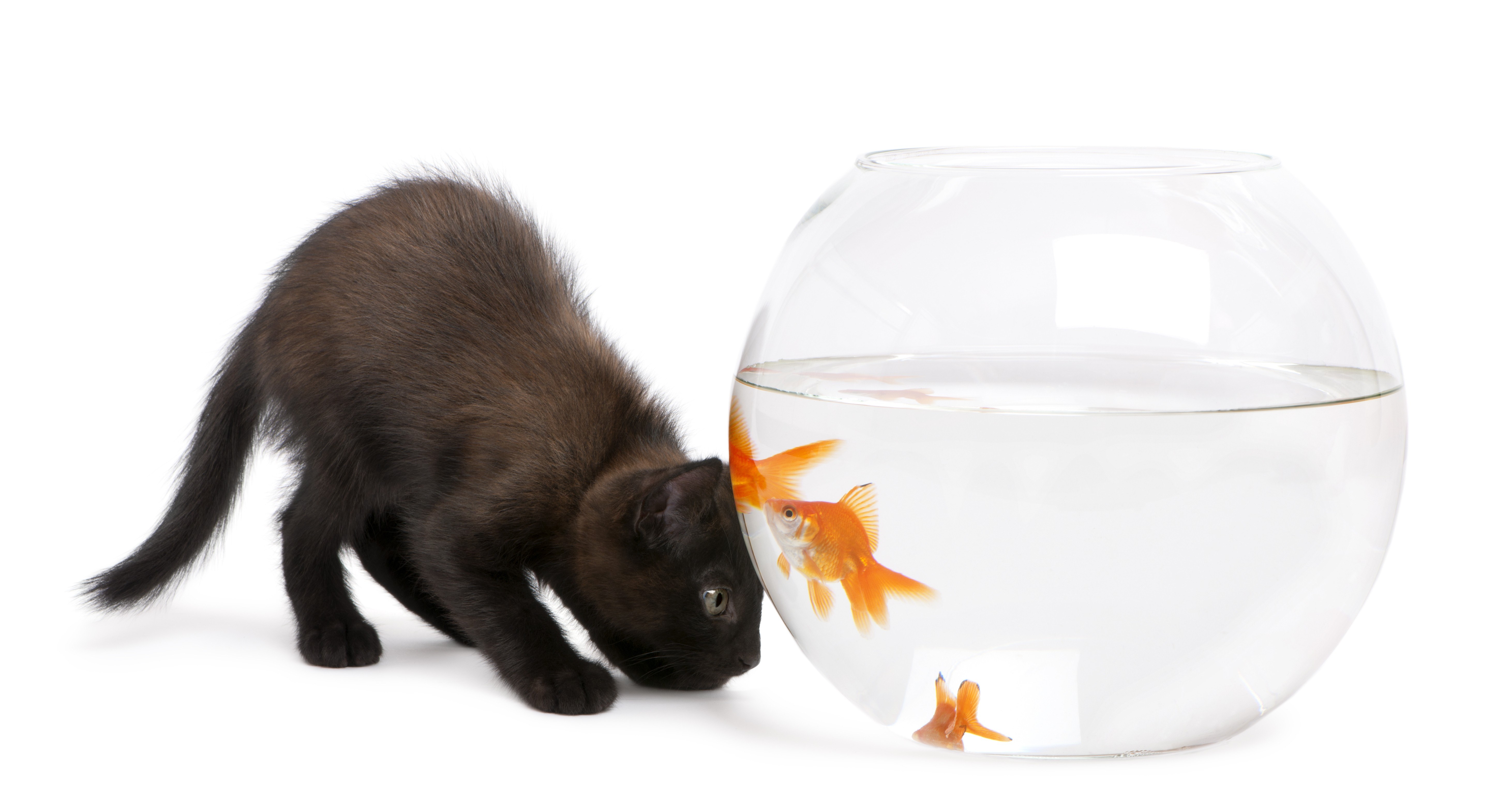 kitten watching goldfish