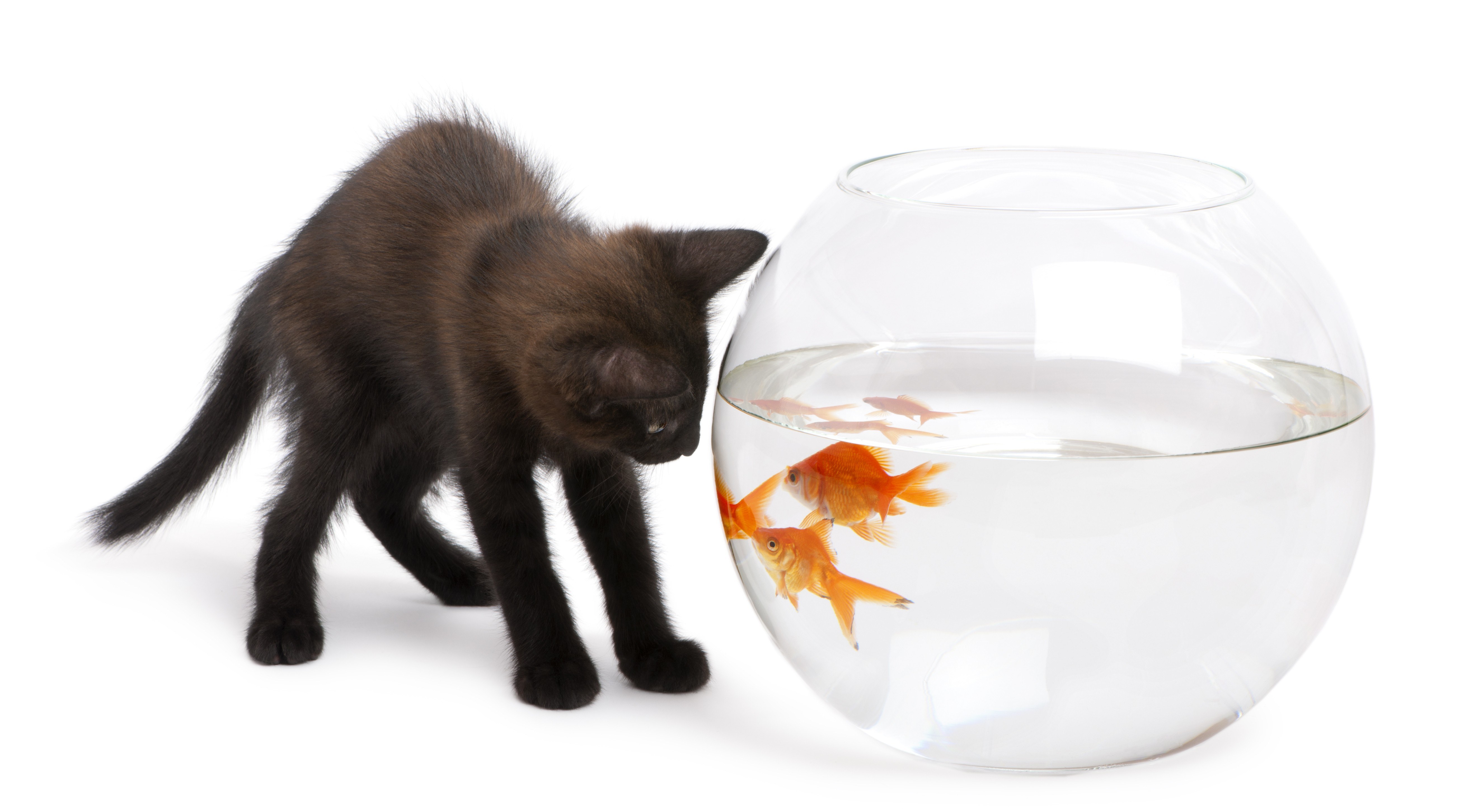 kitten watching goldfish