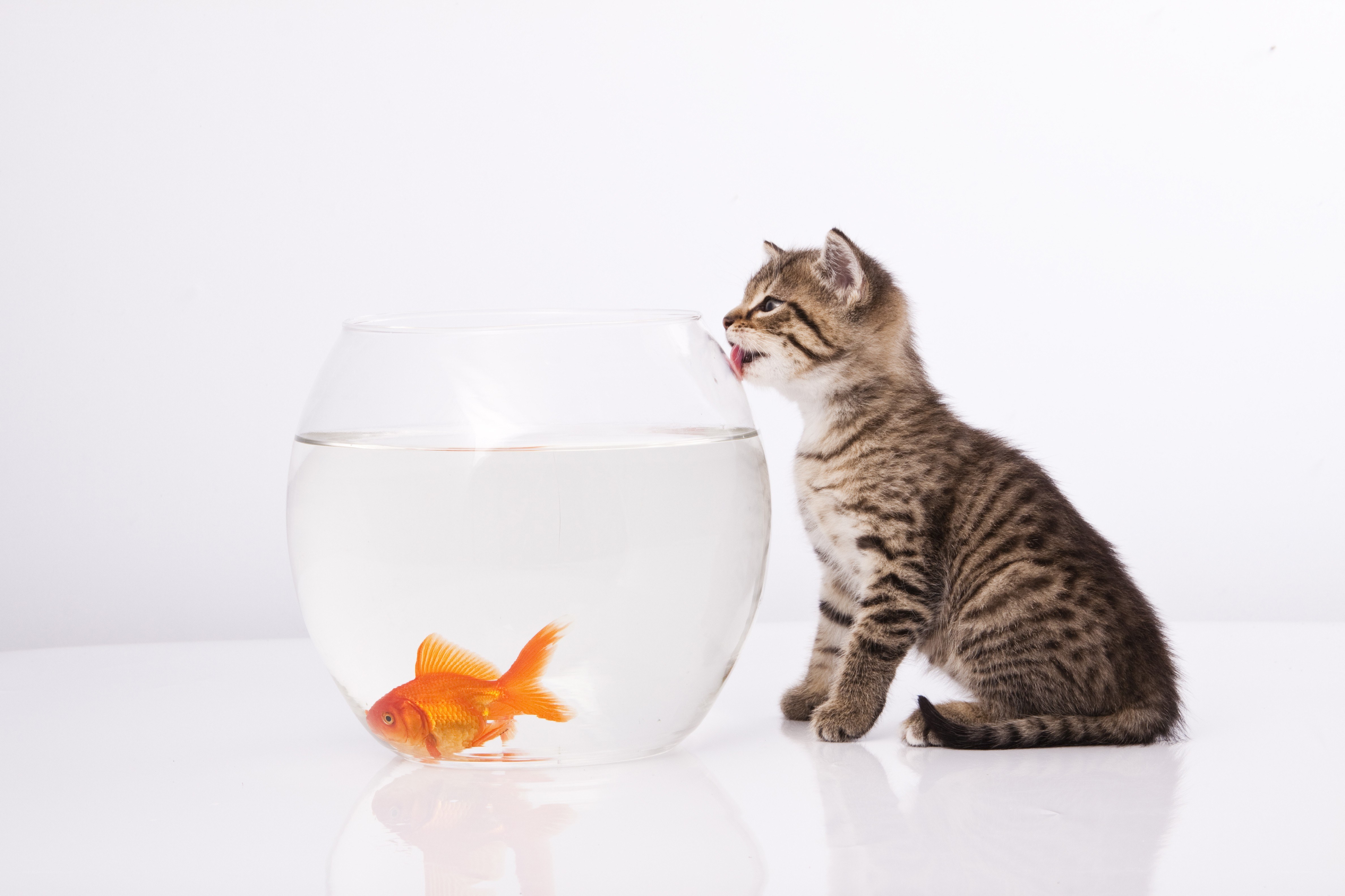 kitten watching goldfish