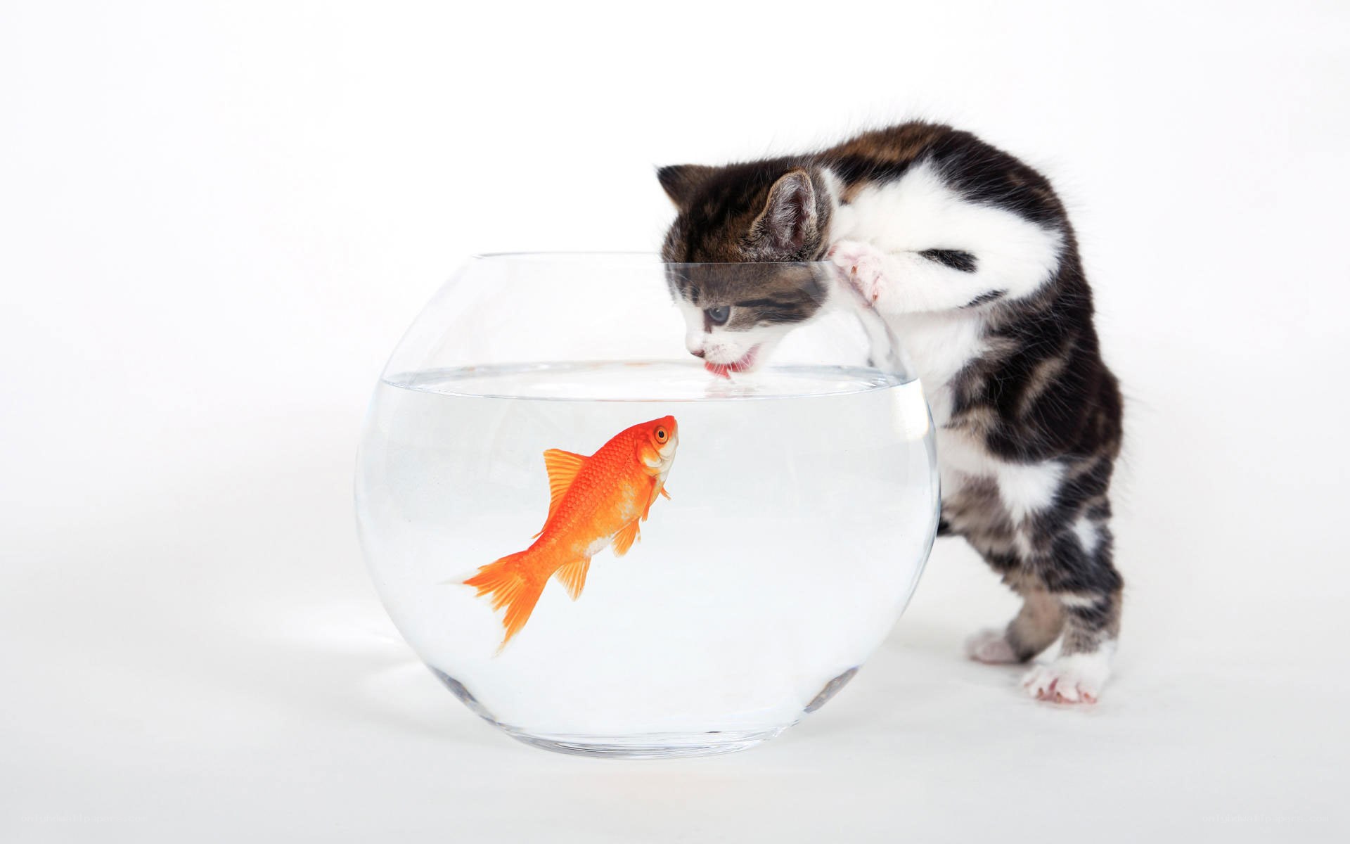 kitten watching goldfish