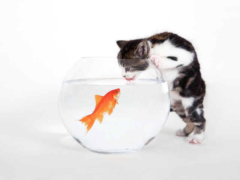 kitten watching goldfish