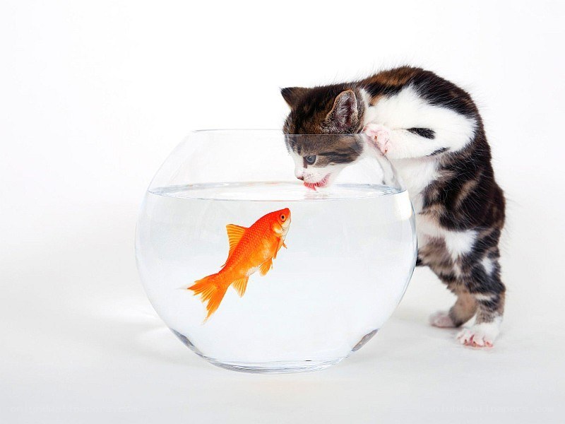 kitten watching goldfish