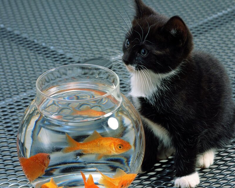 kitten watching goldfish