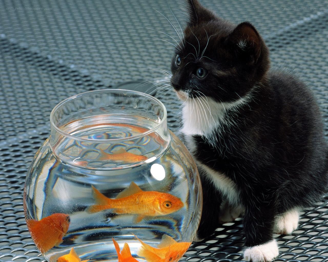 kitten watching goldfish