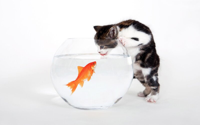 kitten watching goldfish