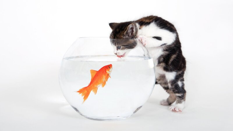 kitten watching goldfish