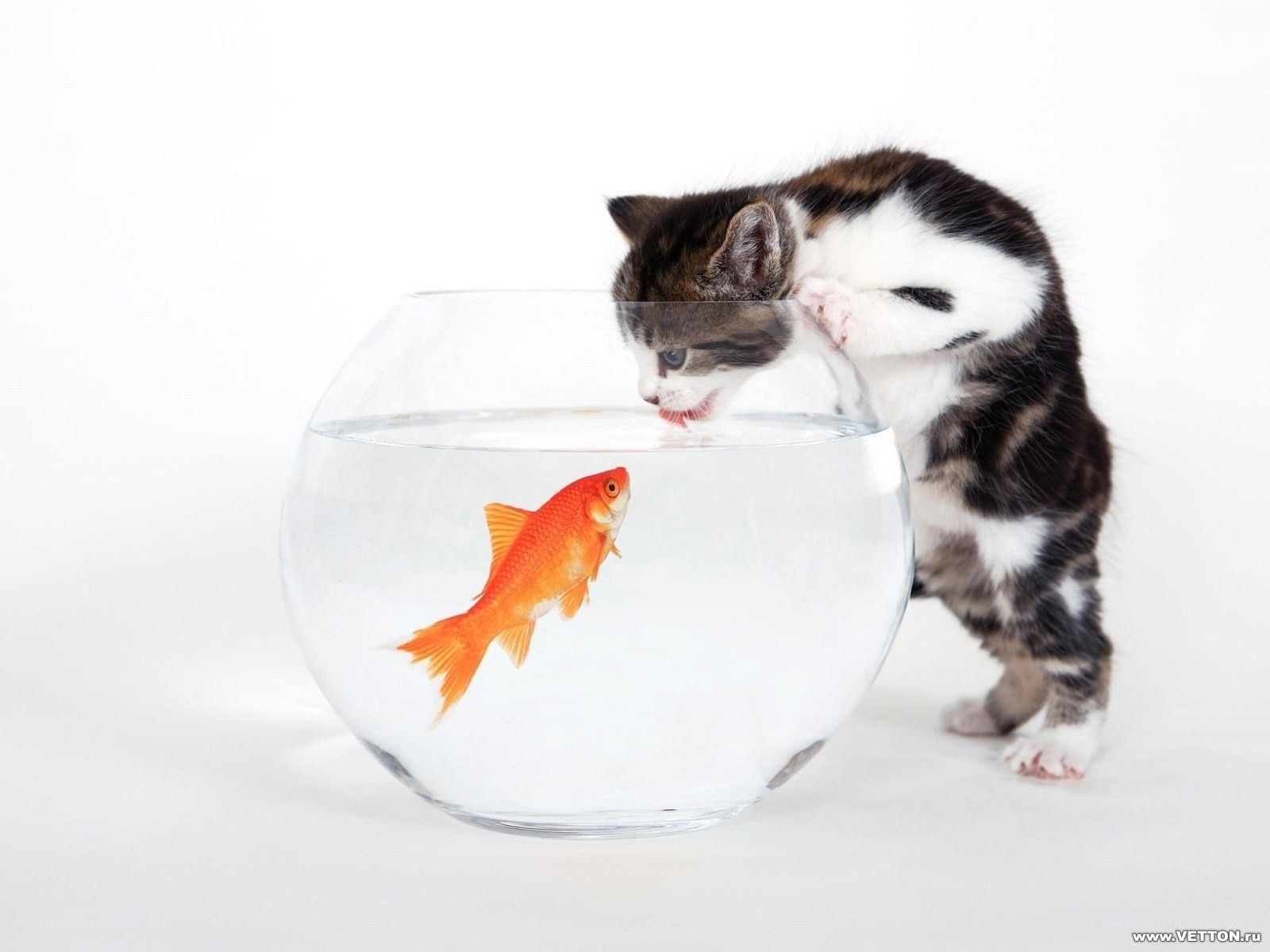 kitten watching goldfish