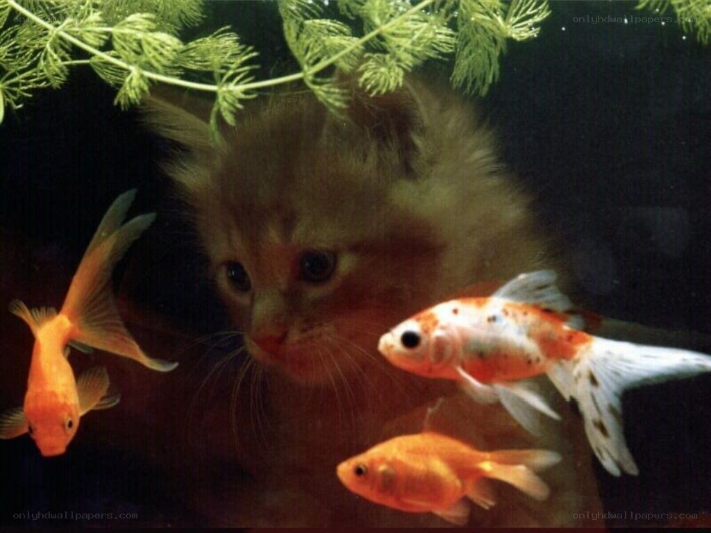 kitten watching goldfish