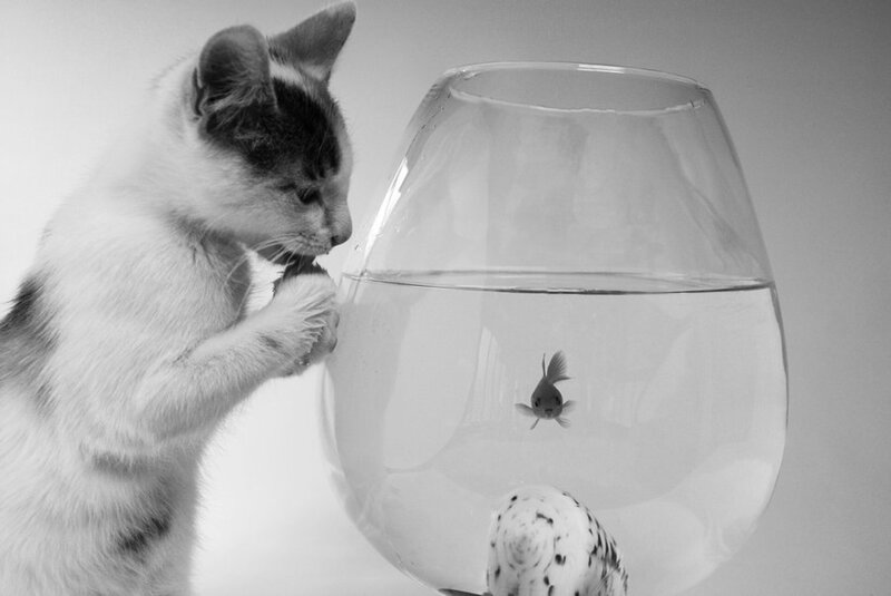 Kitten Watching Goldfish — Black