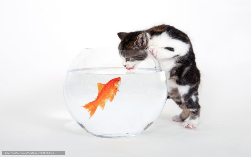 kitten watching goldfish