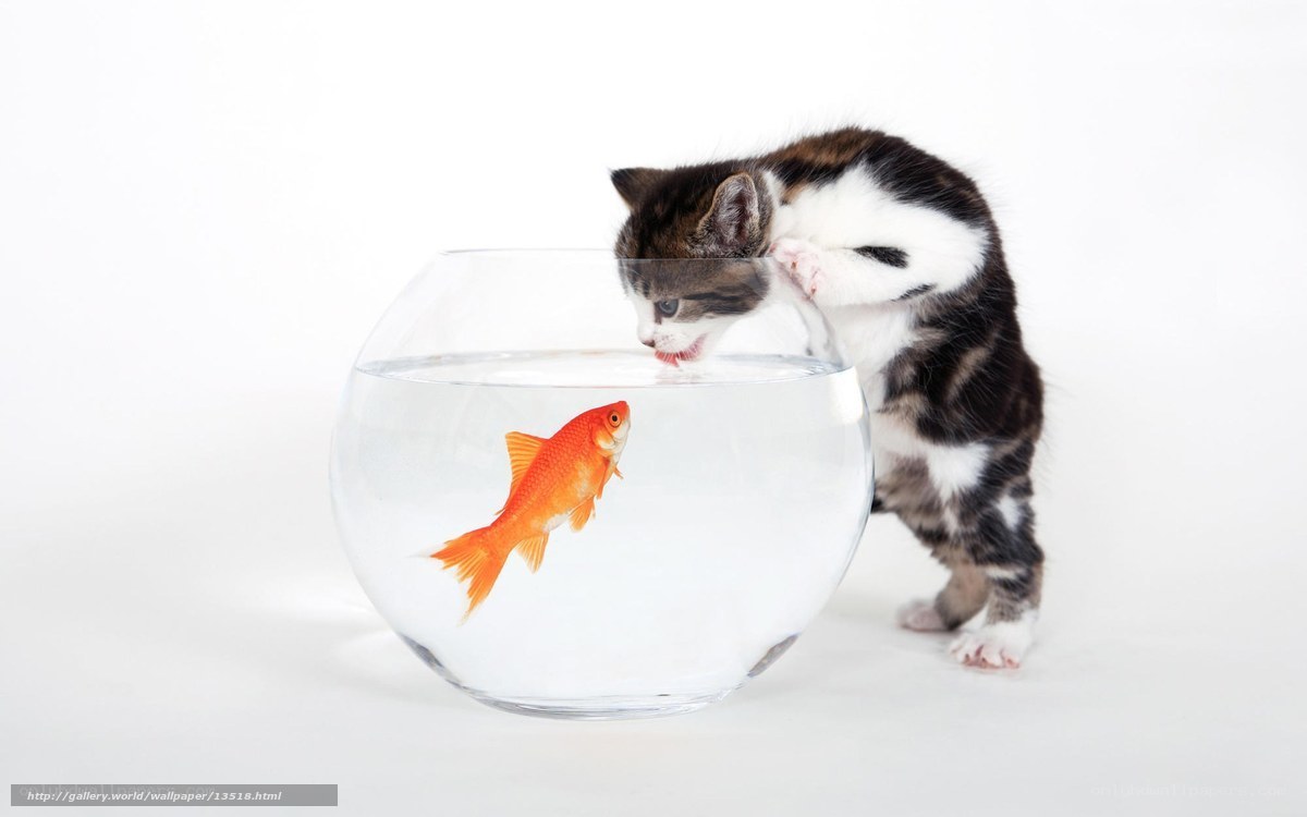 kitten watching goldfish