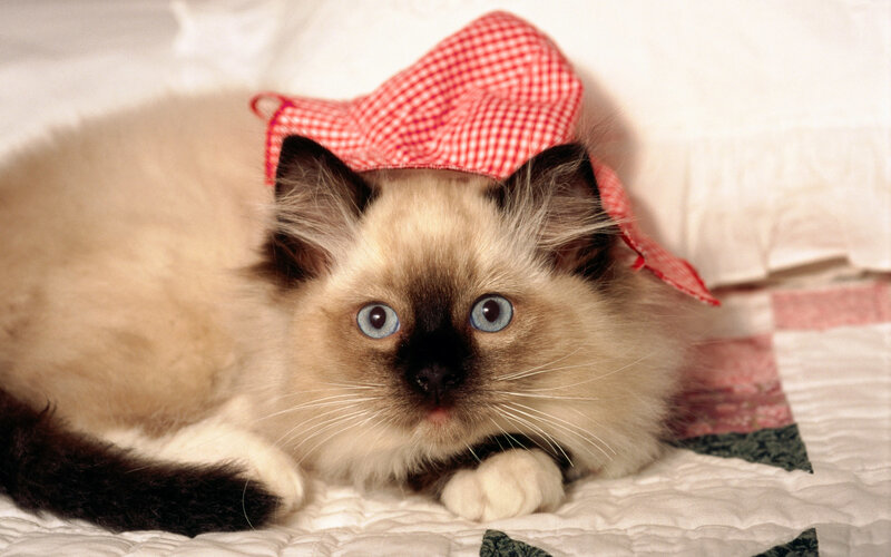 kitten wearing a hat