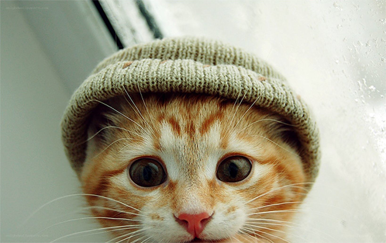 kitten wearing a hat