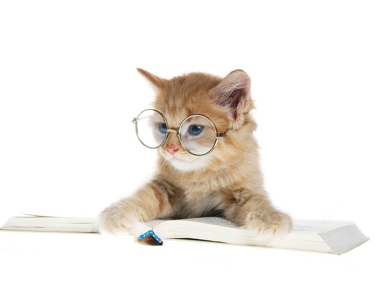 Kitten Wearing Glasses — Orange