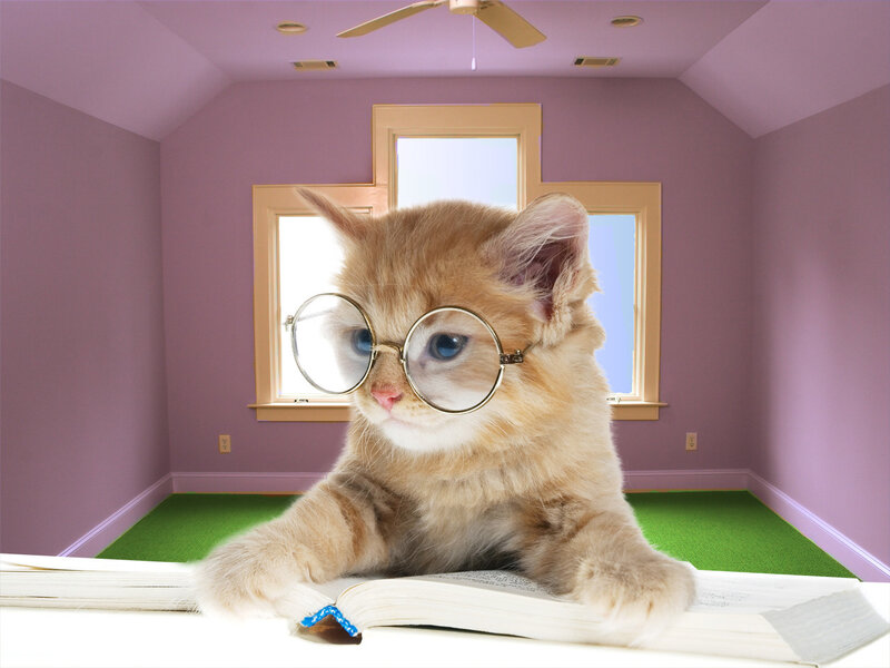 Kitten Wearing Glasses