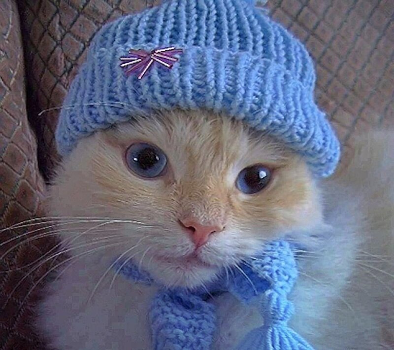 Kitten Wearing Hat — Blue