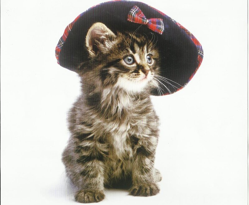 Kitten Wearing Hat — Gray