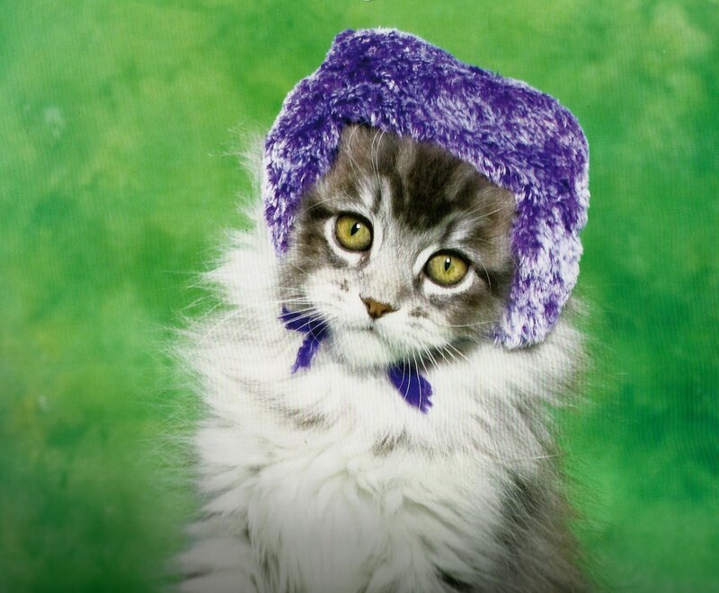Kitten Wearing Hat — Green