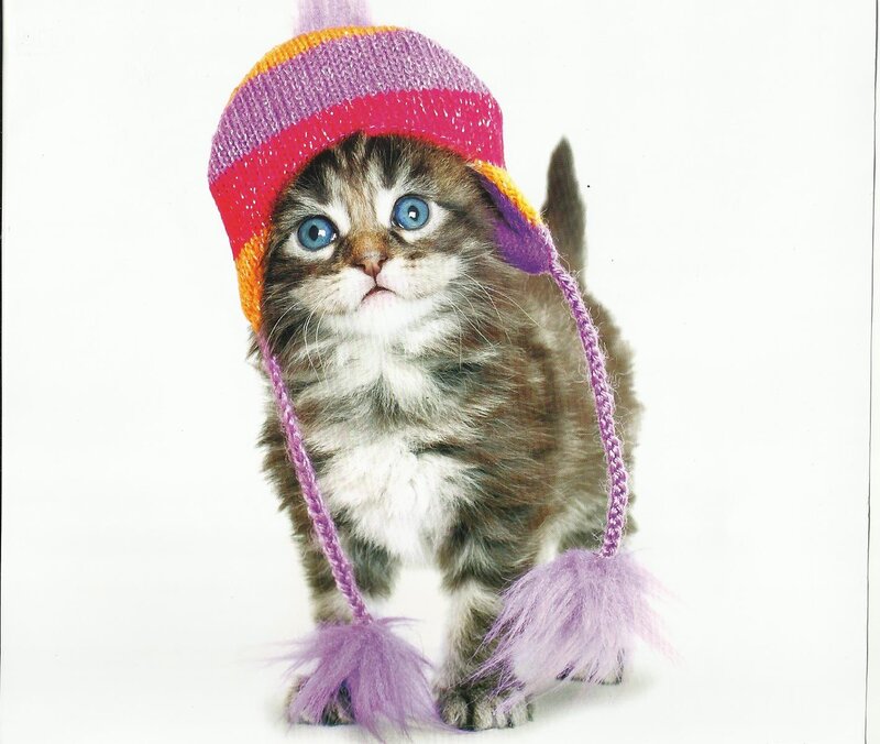 Kitten Wearing Hat — Purple, Innocent