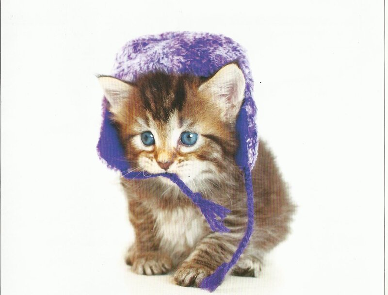 Kitten Wearing Hat — Purple