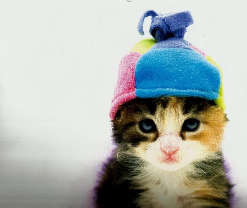 Kitten Wearing Hat