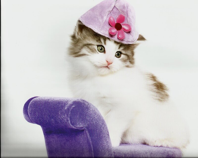 Kitten Wearing Hat — White, Calm, Photograph