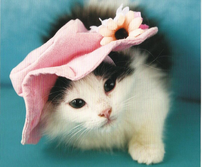 Kitten Wearing Hat — White, Calm