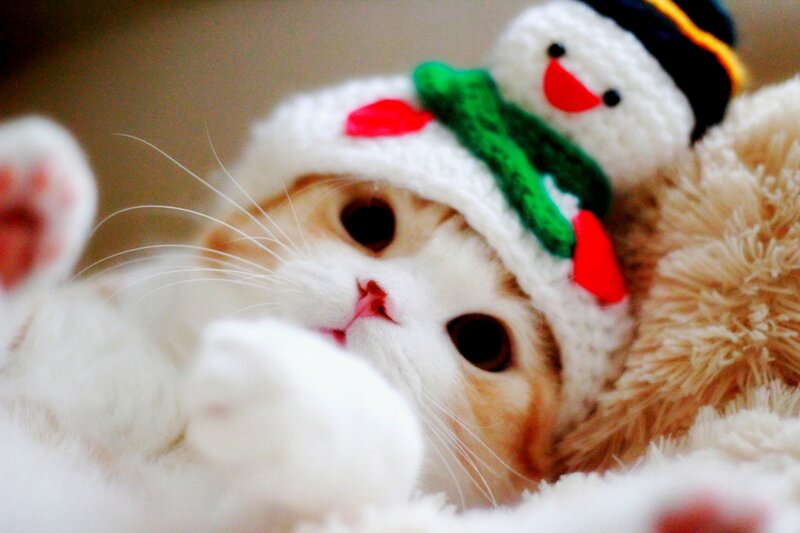 Kitten Wearing Hat — White, Cute