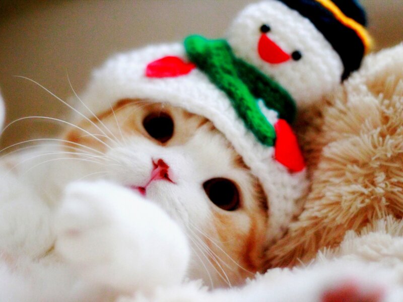 Kitten Wearing Hat — White, Cute, Winter
