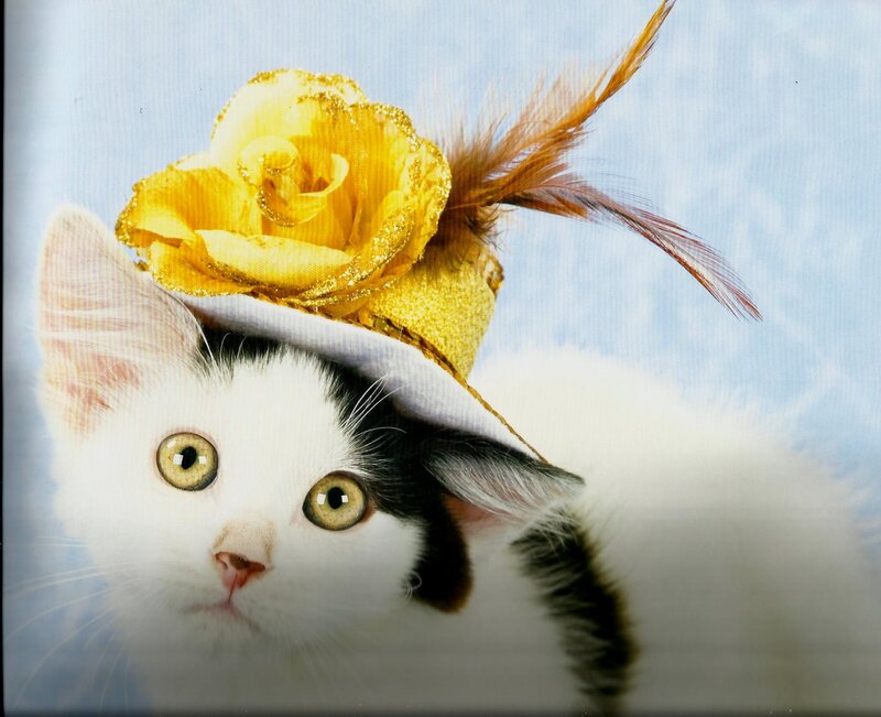 Kitten Wearing Hat — White