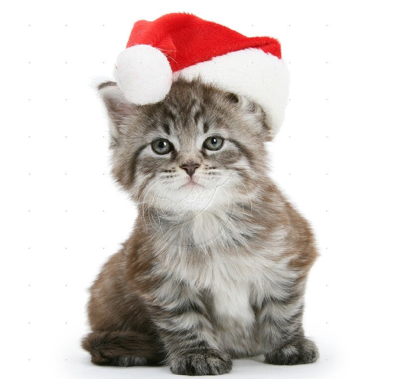 Kitten Wearing Santa Hat — Brown