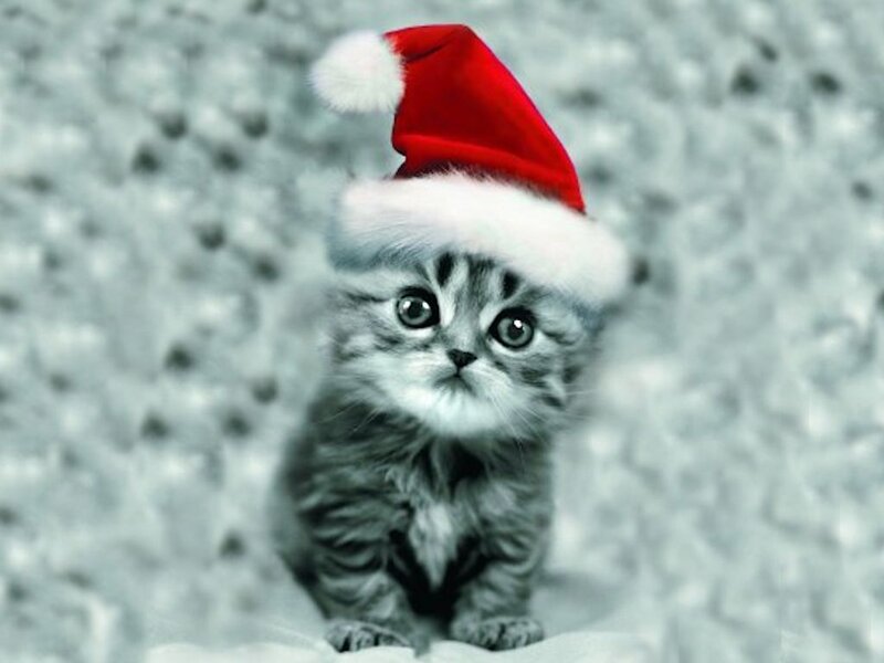 Kitten Wearing Santa Hat — Gray