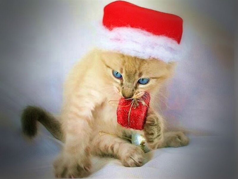 Kitten Wearing Santa Hat — Red, Festive