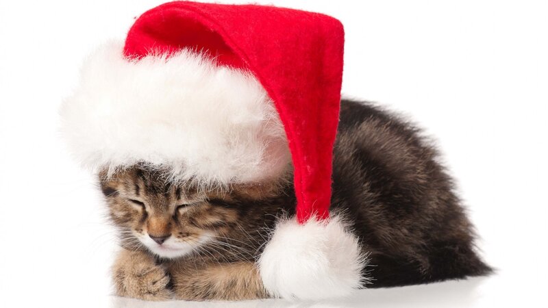 Kitten Wearing Santa Hat — Red, Peaceful