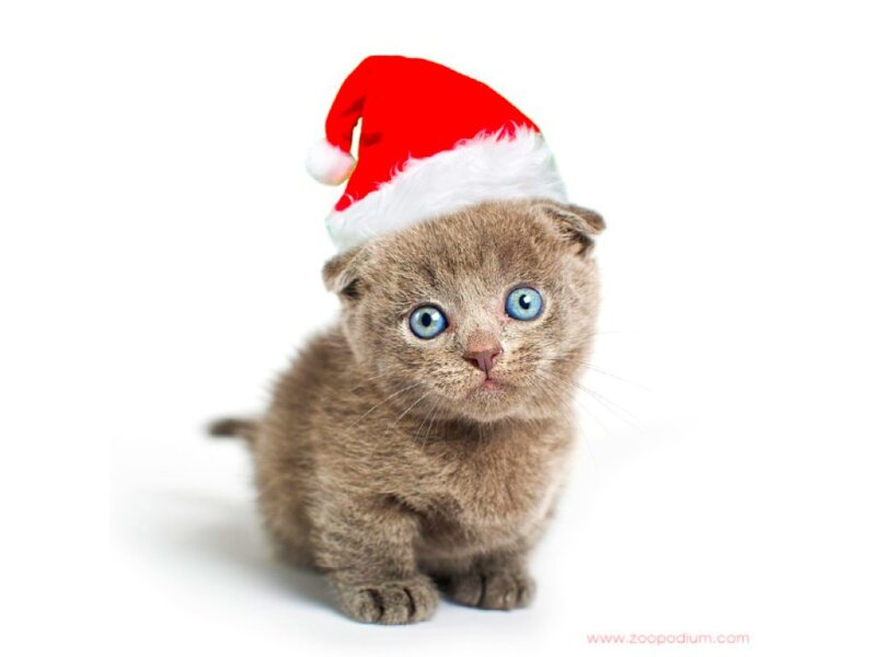 Kitten Wearing Santa Hat