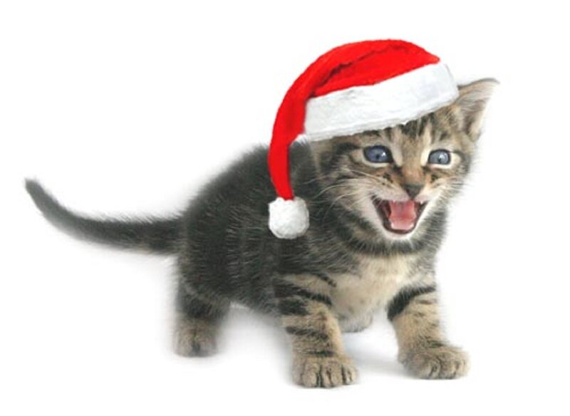 Kitten Wearing Santa Hat — White, Playful
