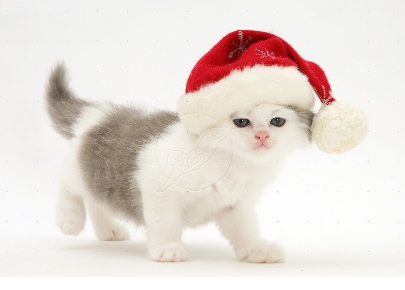Kitten Wearing Santa Hat — White