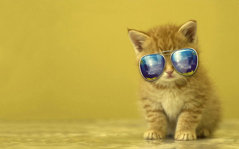Kitten Wearing Sunglasses — Yellow
