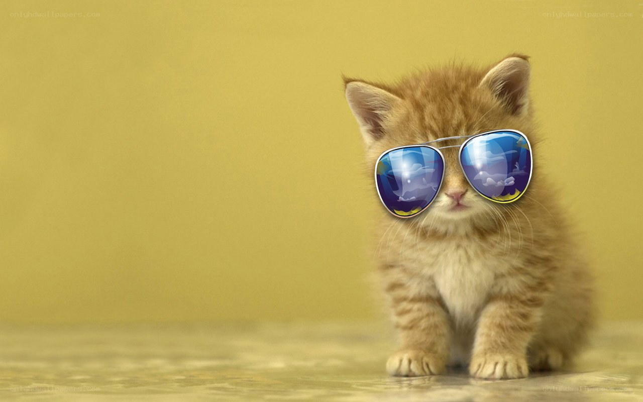 kitten wearing sunglasses